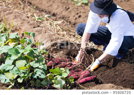 A woman enjoying sweet potato digging in a sweet potato field 95808720