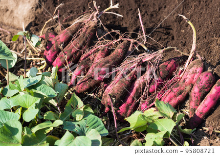 剛挖出來的紅薯 95808721