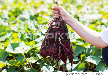 剛挖出來的紅薯 95808723