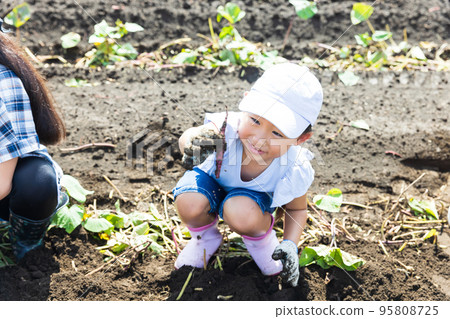 孩子們喜歡在田裡挖土豆 95808725