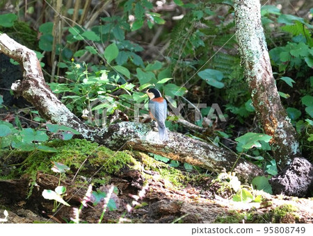 A cute and beautiful wild bird that came out of nowhere and stopped in front of me A cute and beautiful wild bird that came out of nowhere and stopped in front of me 95808749