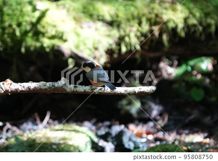 A cute and beautiful wild bird that came out of nowhere and stopped in front of me A cute and beautiful wild bird that came out of nowhere and stopped in front of me 95808750