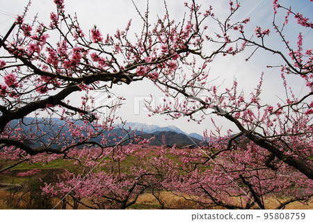 Cherry blossoms blooming from branches and mountain scenery Cherry blossoms blooming from branches and mountain scenery 95808759