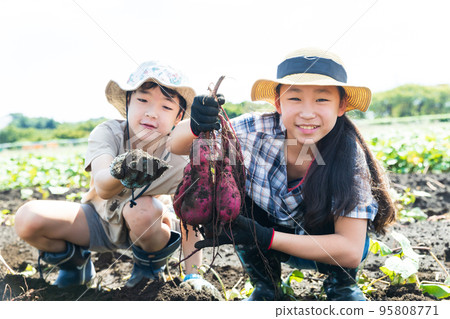 Children enjoying potato digging in the sweet potato field 95808771