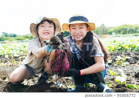 Children enjoying potato digging in the sweet potato field 95808772