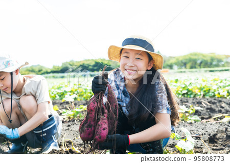 孩子們在甘藷地裡享受挖土豆的樂趣 95808773