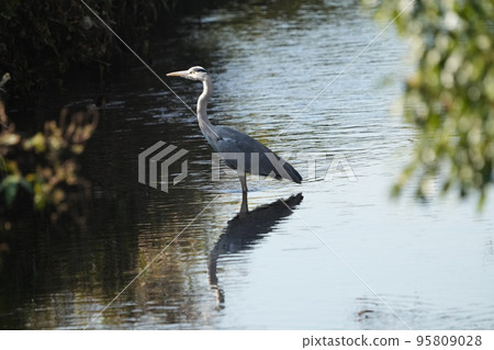Heron 95809028