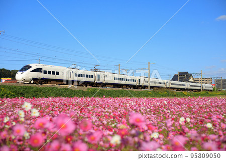 盛開的波斯菊和885系列特快列車（JR九州） 95809050