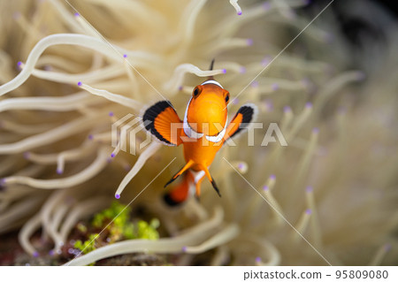 Clownfish and sea anemone symbiosis Clownfish and sea anemone symbiosis 95809080
