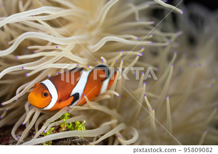 Clownfish and sea anemone symbiosis 95809082