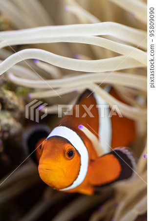 小丑魚和海葵共生 95809090