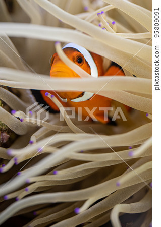 Clownfish and sea anemone symbiosis Clownfish and sea anemone symbiosis 95809091