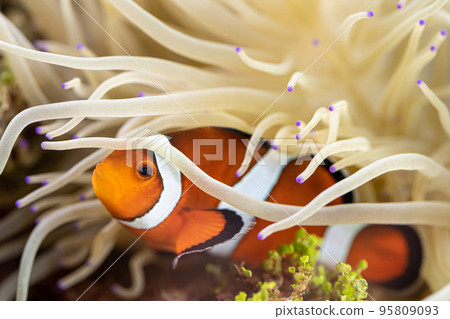 Clownfish and sea anemone symbiosis Clownfish and sea anemone symbiosis 95809093