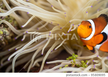 小丑魚和海葵共生 小丑魚和海葵共生 95809095