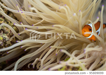 Clownfish and sea anemone symbiosis Clownfish and sea anemone symbiosis 95809099