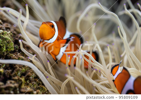 小丑魚和海葵共生 小丑魚和海葵共生 95809109