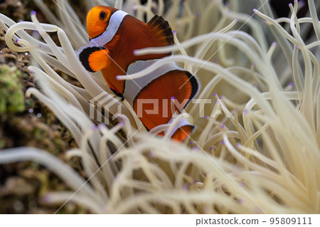 小丑魚和海葵共生 小丑魚和海葵共生 95809111
