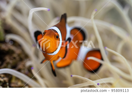 小丑魚和海葵共生 小丑魚和海葵共生 95809113