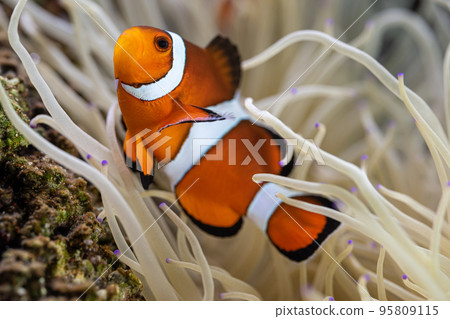 小丑魚和海葵共生 小丑魚和海葵共生 95809115