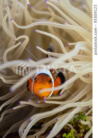 Clownfish and sea anemone symbiosis Clownfish and sea anemone symbiosis 95809125
