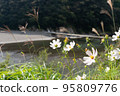 Shimanto River Cosmos and Iwama subsidence bridge 2022/10/23 95809776