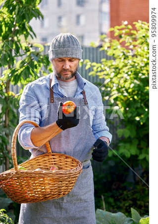 Male farmer picking fresh tomatoes from his hothouse garden 95809974