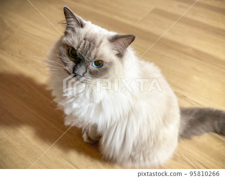 貓抬頭看主人(布娃娃) 貓抬頭看主人(布娃娃) 95810266