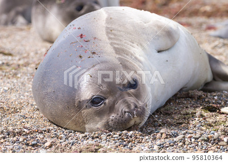Elephant seal on beach close up, Patagonia, Argentina 95810364