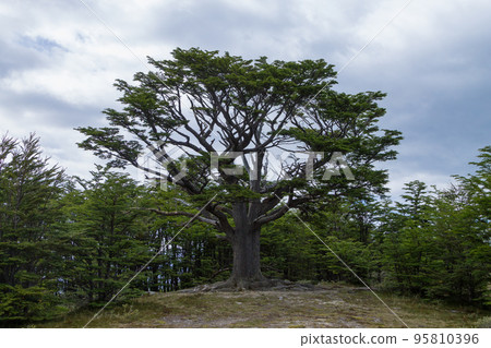 Isolated tree from Tierra Del Fuego National Park, Argentina 95810396