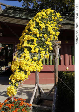 笠間稻荷神社的菊花裝飾 笠間稻荷神社的菊花裝飾 95811018