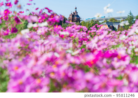Ghibli Park, cosmos in full bloom <Nagakute City, Aichi Prefecture> Ghibli Park, cosmos in full bloom <Nagakute City, Aichi Prefecture> 95811246