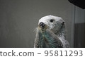 海獺不說話 95811293