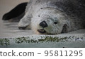 海獺 95811295