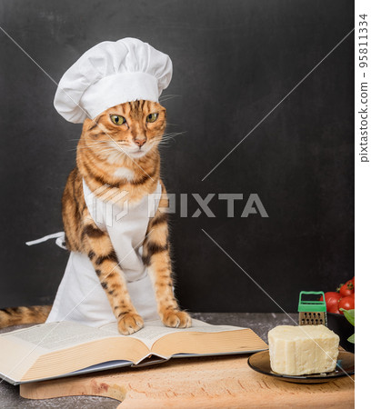 A young domestic cat in an apron reads a recipe book A young domestic cat in an apron reads a recipe book 95811334