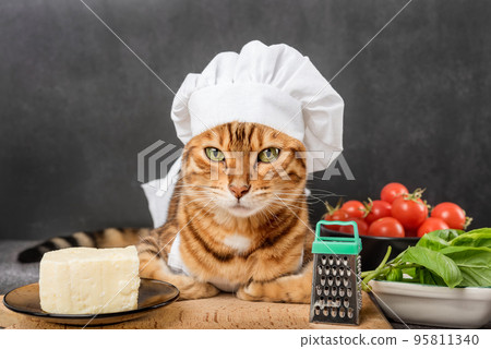 Bengal cat cook with a grater and cheese Bengal cat cook with a grater and cheese 95811340