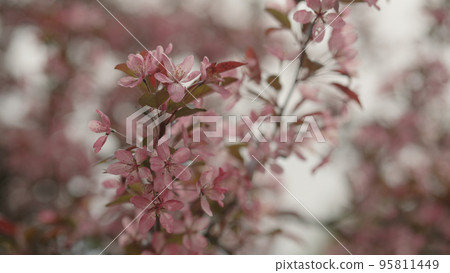 dark pink apple flowers on a young tree closeup dark pink apple flowers on a young tree closeup 95811449