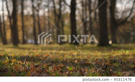 low angle background of park during autumn low angle background of park during autumn 95811476