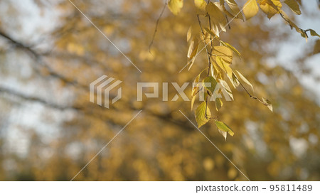 yellow birch leaves on a tree during autumn 95811489