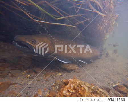 Amemas underwater photography 95811586