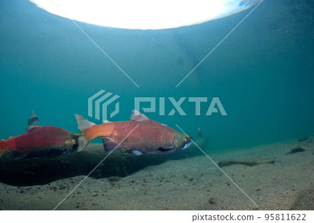 秋季屈斜路湖 Kokanee 鮭魚的水下攝影 秋季屈斜路湖 Kokanee 鮭魚的水下攝影 95811622