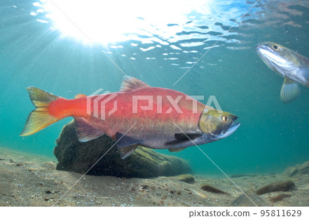 Underwater photography of Kokanee salmon in Lake Kussharo in autumn 95811629