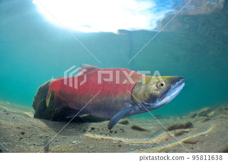 Underwater photography of Kokanee salmon in Lake Kussharo in autumn 95811638