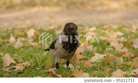raven walking on a ground looking for acorns in autumn leaves raven walking on a ground looking for acorns in autumn leaves 95811731