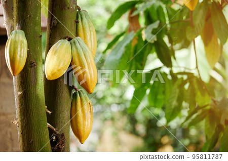 Group of yellow cacao pods Group of yellow cacao pods 95811787