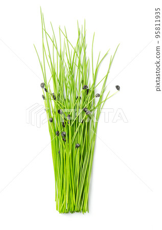 Bunch of fresh garlic chive microgreens. Ready-to-eat seedlings, shoots and young plants of Allium tuberosum, with black seed coats on their tips. Used as a culinary herb. Close up, from above. Photo 95811935
