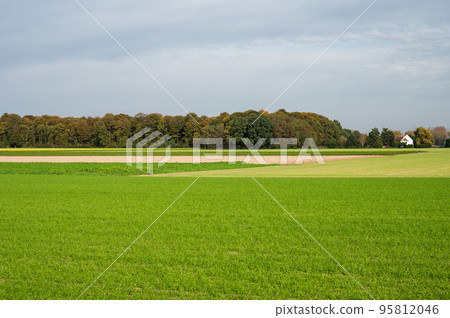 Green agriculture land and woods around Zemst, Belgium 95812046