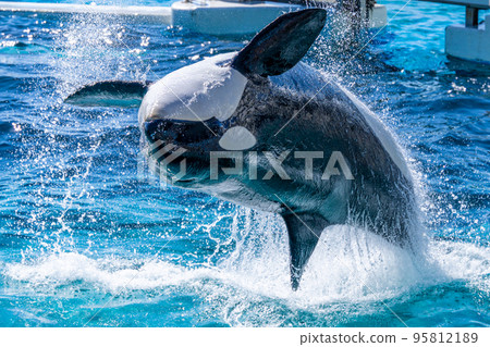 Jumping killer whale Kamogawa Sea World 95812189