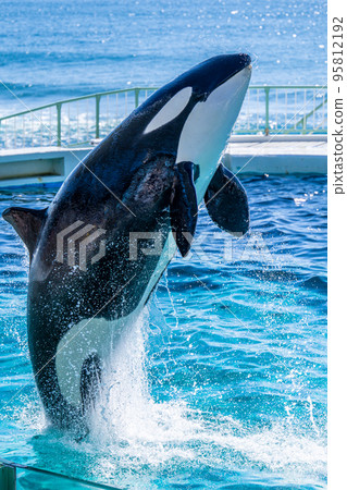 Jumping killer whale Kamogawa Sea World 95812192