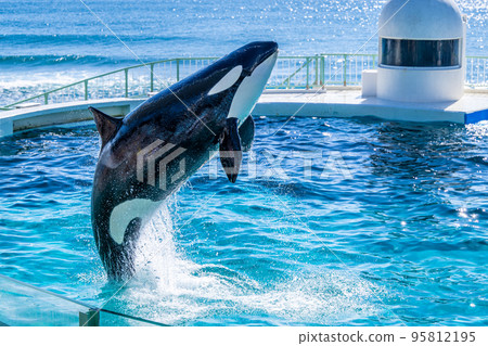 跳躍虎鯨鴨川海洋世界 95812195