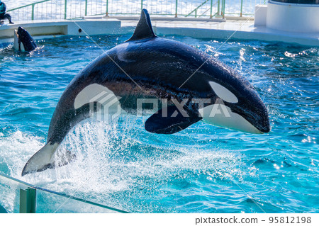 跳躍虎鯨鴨川海洋世界 95812198